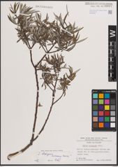 Foto von Salix eleagnos Scop.